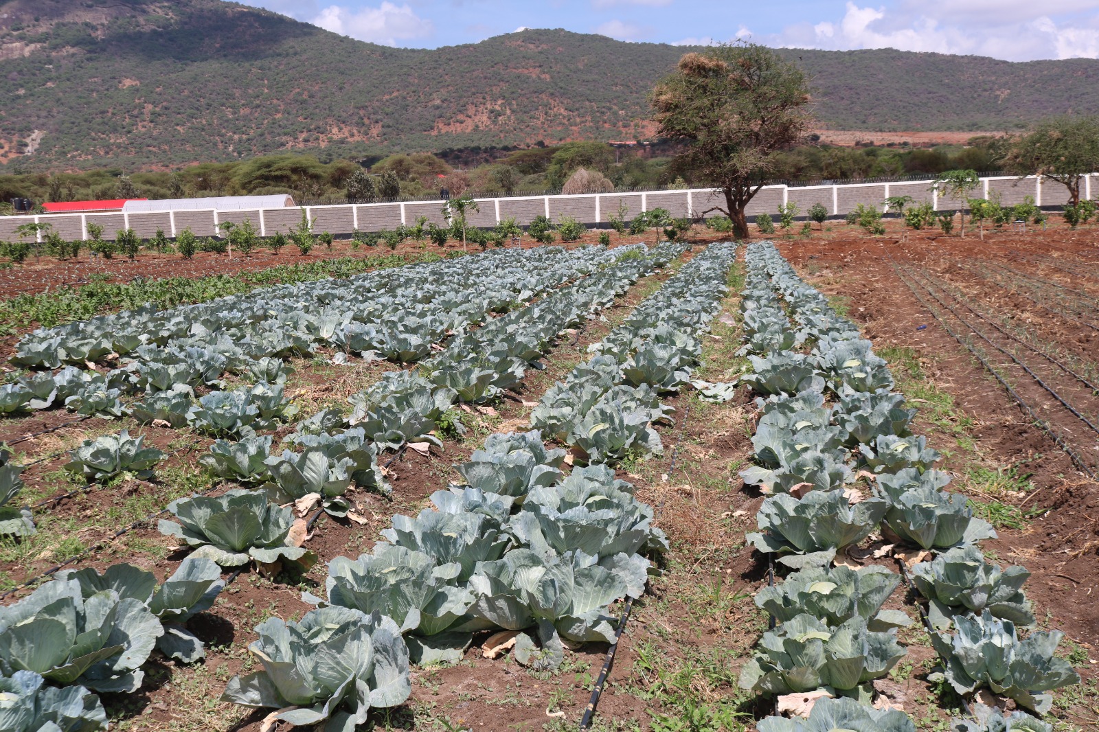 مزرعة - كينيا